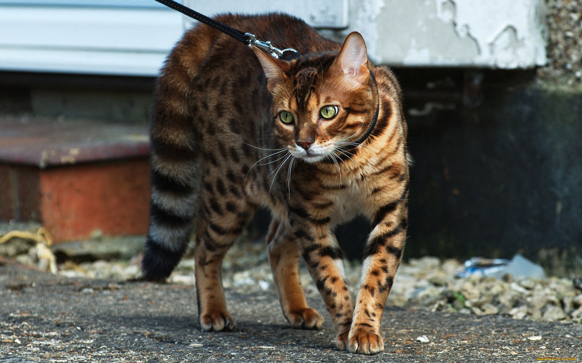 Бенгальских котов часто водят на выгул, как и собак. Это связано с тем, что любимцы легко поддаются дрессировке и могут научится выполнять те, или другие команды