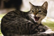 Бешенство у кошек-симптомы, первые признаки, опасность для человека