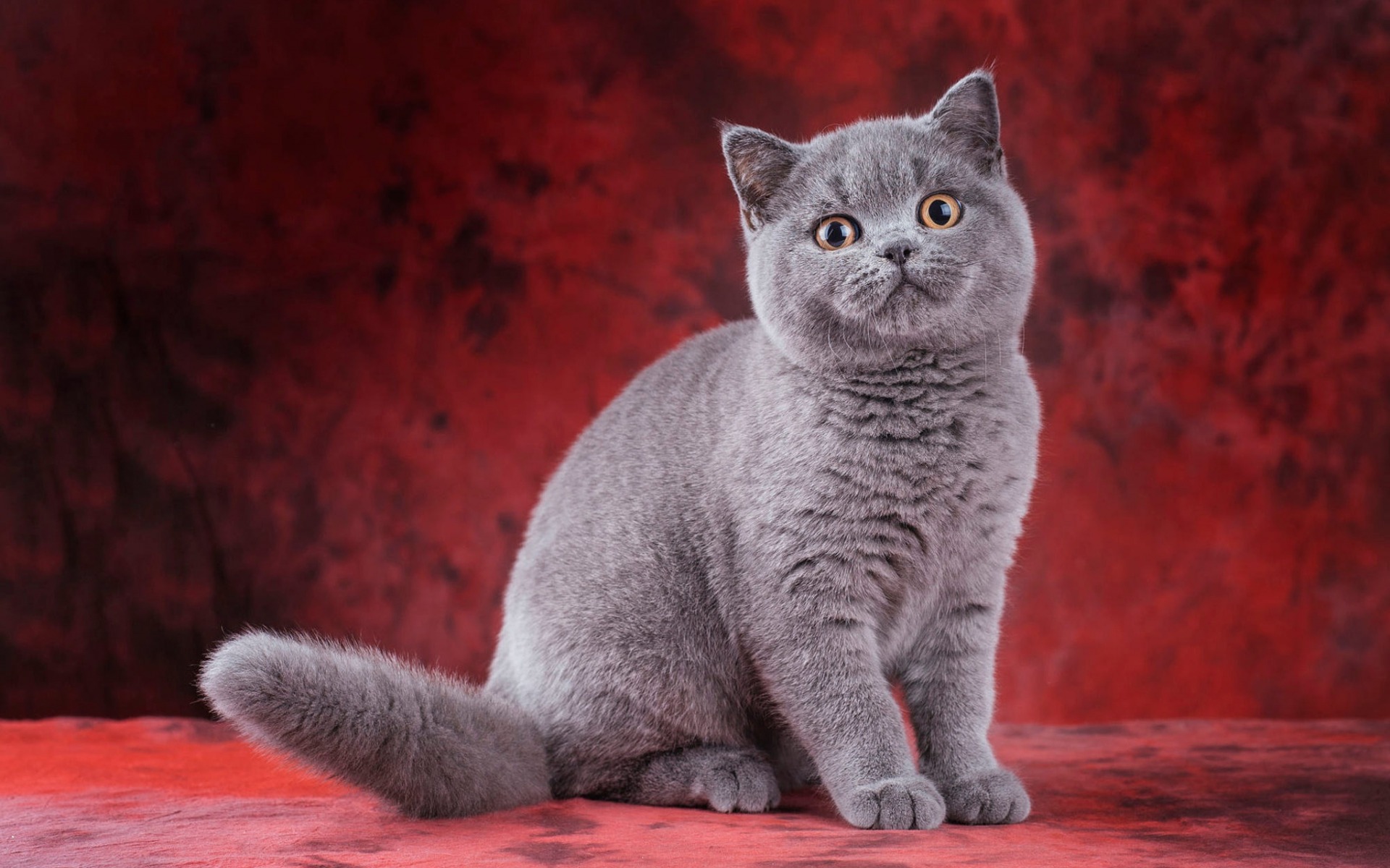 Британская короткошерстная кошка - горячо любимое домашнее животное, которое покоряет сердца своих хозяев своей грацией, красотой и лаской.