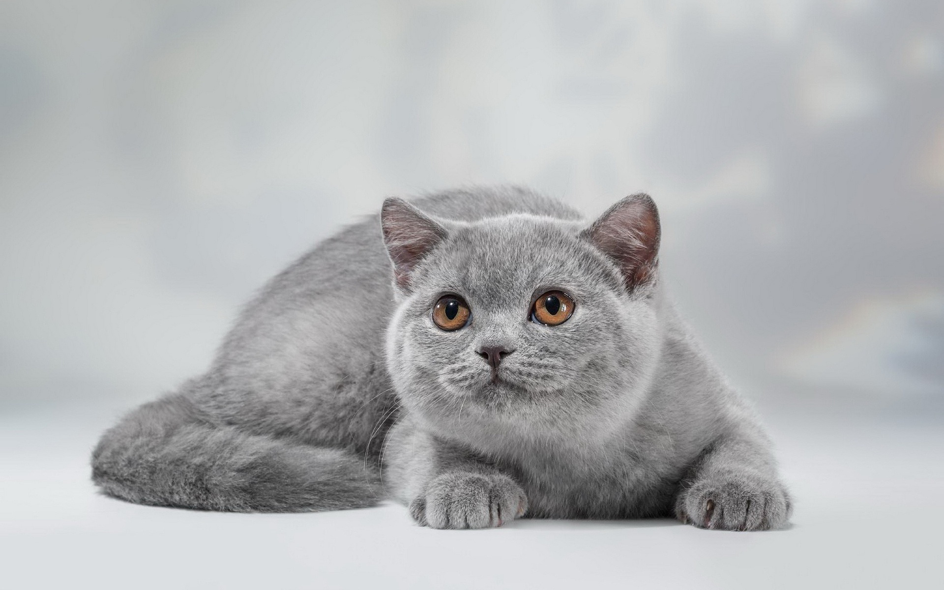 Британская короткошерстная кошка - одна из пород, над которой природа работала гораздо дольше, чем сам человек!