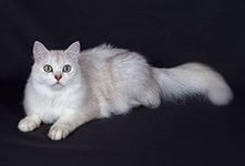 Бурмилла-порода кошек, появившаяся в результате случайной вязки бурманской кошки лилового окраса и персидского кота окраса шиншилла