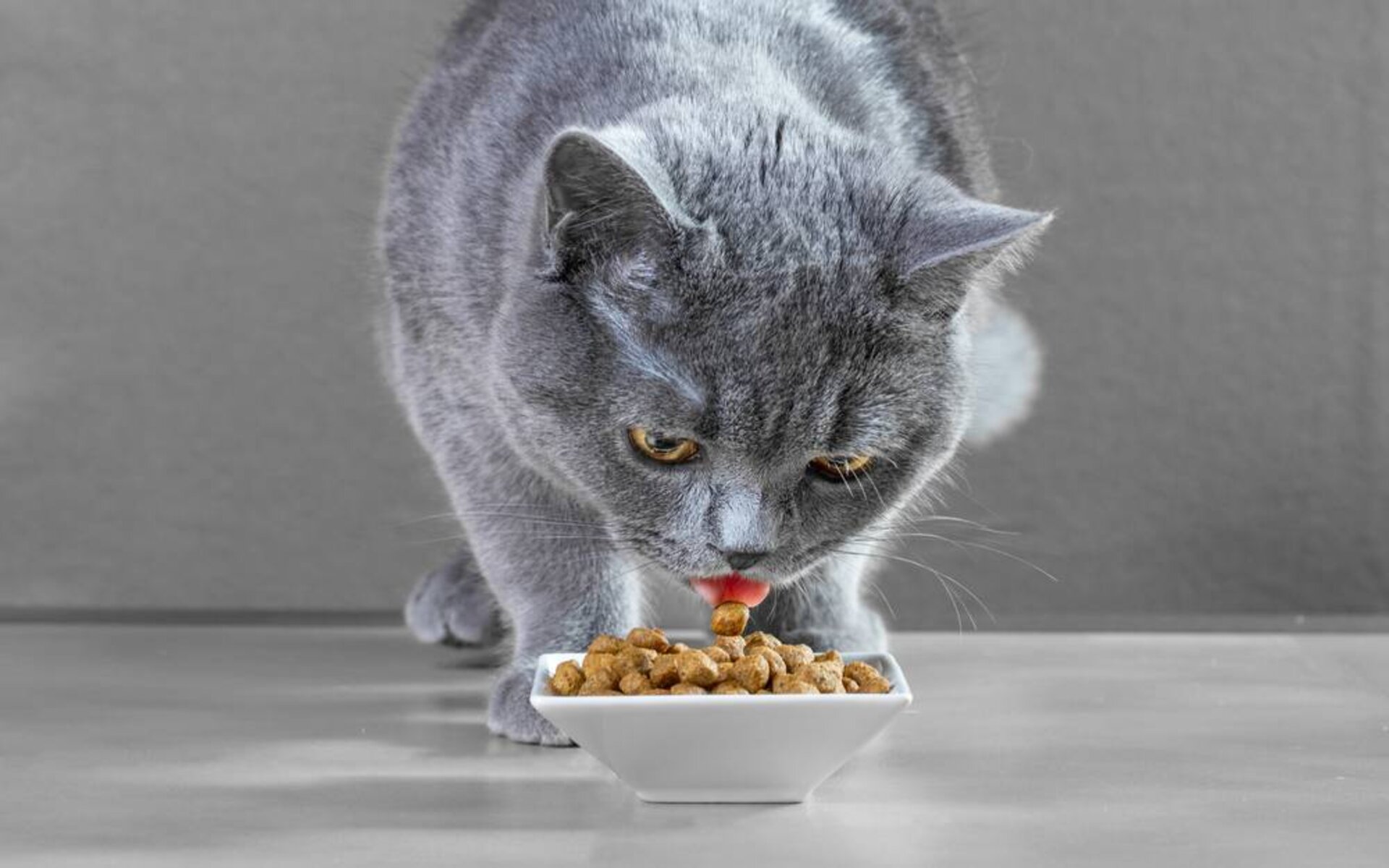 Кошки британской породы имеют свои особенности, которые необходимо принимать во внимание при составлении рациона