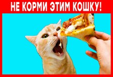 Продукты, которые нельзя давать кошкам: маринованные продукты, особенно лук и чеснок; молоко и йогурты; мороженое и сгущенка; жирные продукты, например, сливочное масло; шоколад, особенно тёмные сорта; сахаросодержащие плоды, например, виноград и изюм; авокадо; колбасы, сыры и сосиски