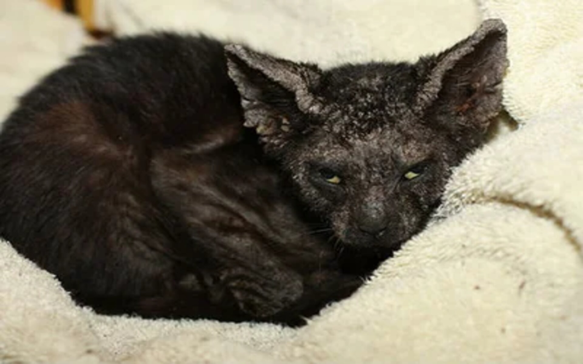 Ушная чесотка у кошек  возникает в результате активности некоторых видов микроскопических клещей