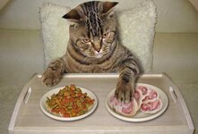 Кошки – хищные животные, основу их рациона составляет мясо. В дикой природе они охотятся на грызунов, птиц и рыбу. В домашних условиях кошек обычно кормят специальными кормами или натуральной пищей