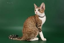 Девон рекс-порода домашних кошек.Кошки породы девон рекс имеют уникальную внешность