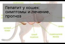 Гепатит у кошек, причины и лечение заболевания.