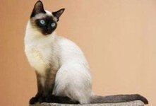 Как назвать сиамскую кошку – занятие, требующее особого подхода. Сиамские кошки обладают неповторимым шармом и выразительностью, поэтому имя должно быть столь же ярким и запоминающимся