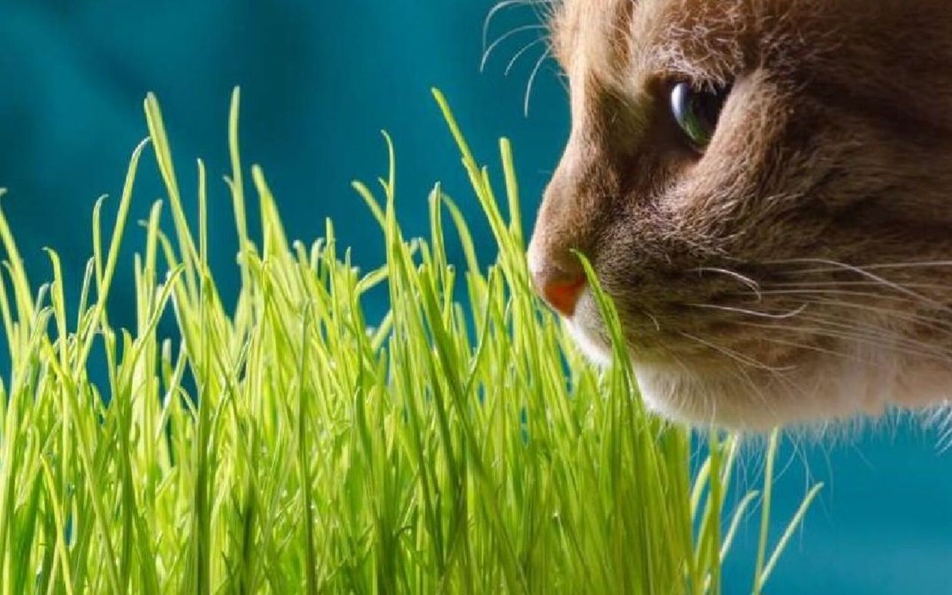 Кошки, как домашние, так и дикие, иногда проявляют интерес к траве