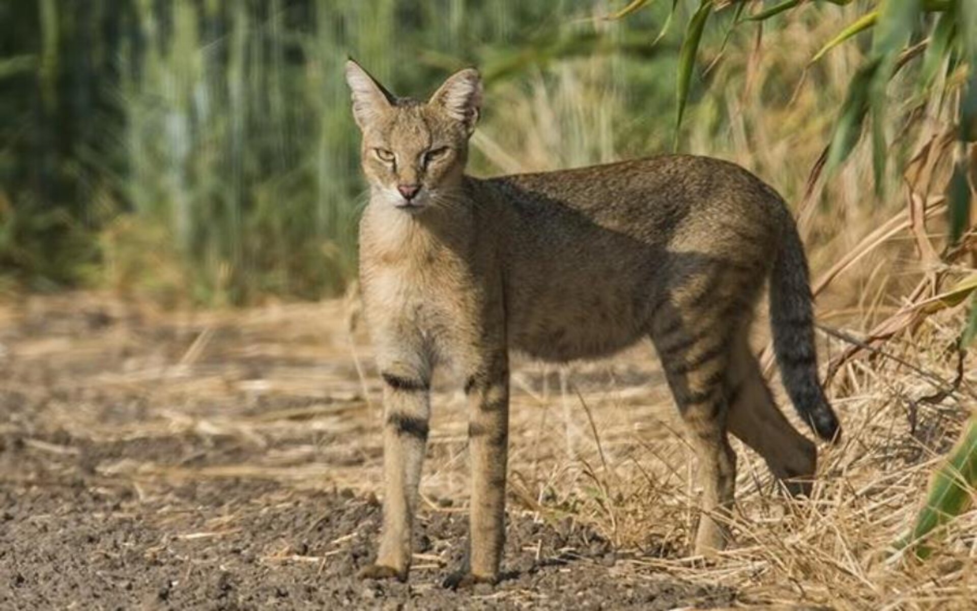 Камышовый кот — один из ярких представителей семейства кошачьих.