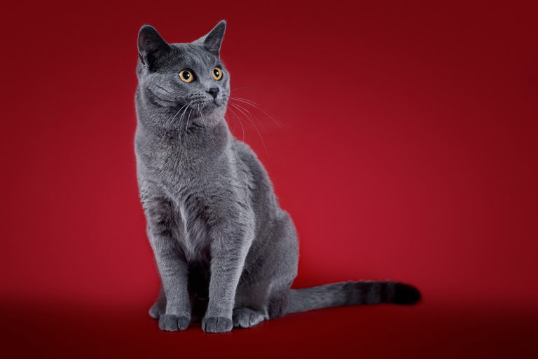 Картезианская кошка или шартрез-порода домашних короткошерстных и полудлинношерстных кошек преимущественно голубого окраса