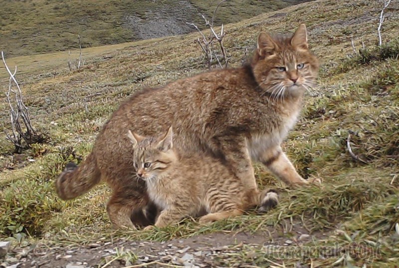 Китайская кошка (Felis bieti) обитает в суровых районах северо-западного Китая и юга Монголии.