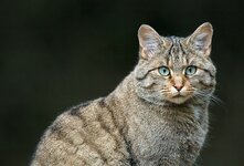 Китайская кошка-порода семейства кошачьих, обитающий главным образом в Китае.Форма тела удлинённая, пропорционально мускулистая.Китайские кошки обладают легким характером,легко уживаются с другими питомцами и терпеливо относятся к детям