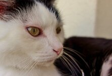 Конъюнктивит у кошек представляет собой процесс воспалительного характера, развивающийся в самой конъюнктивальной слизистой оболочке зрительного органа. Воспаление всегда сопровождено симптомами боязни света, отечностью, истечениями из глаз, покраснением