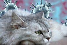 Коронавирус у кошек-как проявляется и что делать
