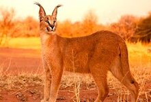Кошка каракал-порода хищных млекопитающих семейства кошачьих,созданная природой.Тело хищника-крепкое, мускулистое.Терпимость к человеческому присутствию и способность к одомашниванию позволили каракалам стать популярными домашними питомцами