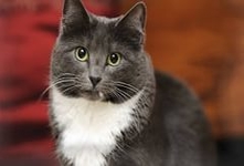 Кошка корат-порода домашней кошки.Тело кошки корат средней величины,мускулистое,гибкое,производит впечатление силы.Окрас голубой с серебристыми кончиками волос