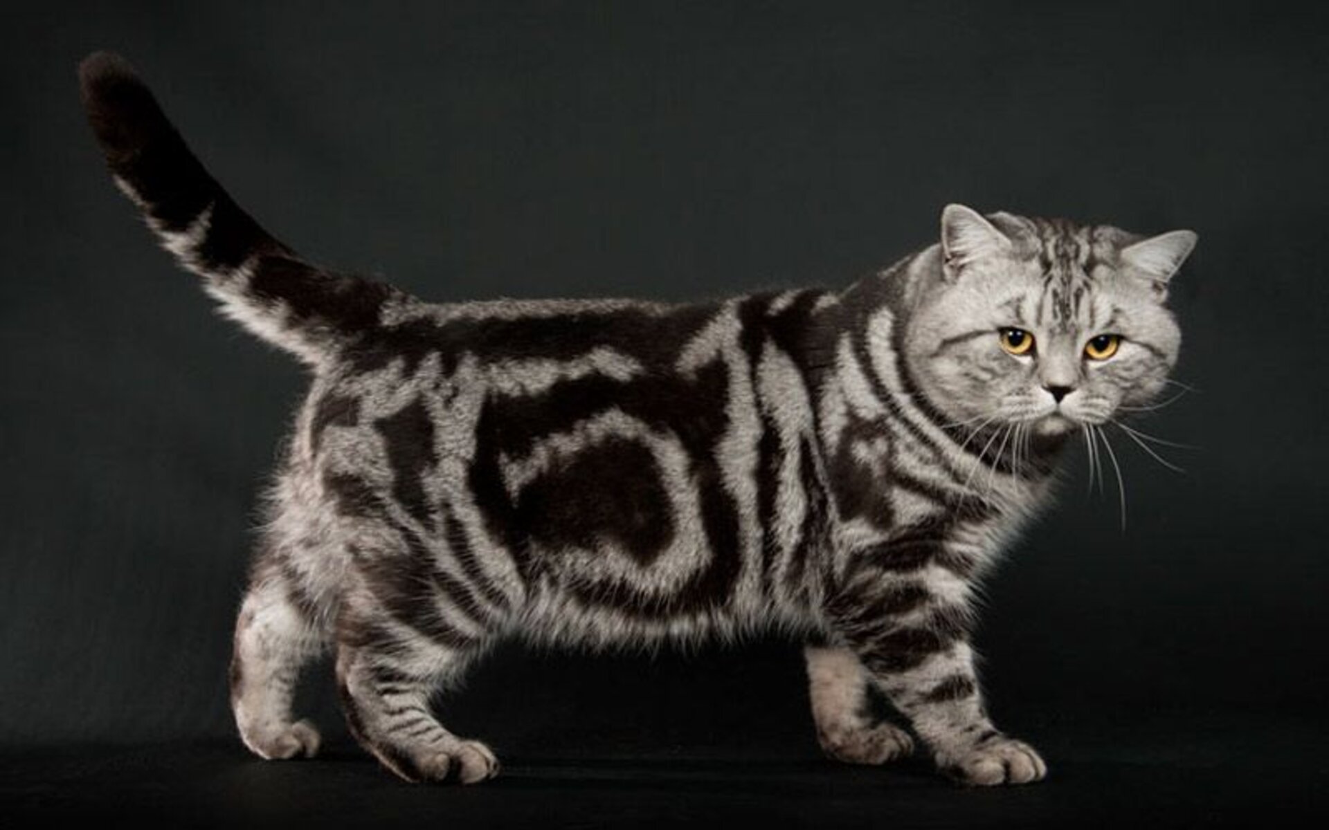 Британская мраморная кошка. Мраморные британские коты и кошки явно не оставят ни одного любителя кошачьих равнодушным, ведь помимо роскошной шубки, они обладают очень мягким характером, а также они очень грациозны
