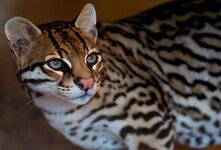 Кошка оцелот-хищное млекопитающее из семейства кошачьих.У оцелотов плотное,но относительно стройное тело,длинные,мощные конечности и широкие круглые лапы.Оцелоты обладают очень скрытным характером.Это замкнутые,активные и подвижные животные