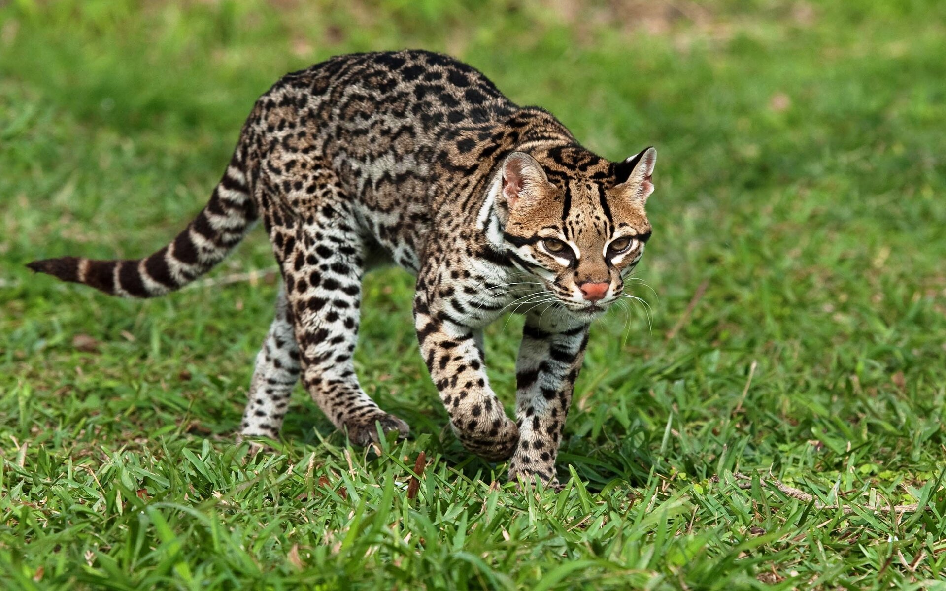 Оцелот – крупнейший представитель рода Leopardus. Этот хищник имеет гладкую шерсть, закругленные уши и большие передние лапы. Оцелот –  ночное животное и любит защищать свою территорию. Он будет яростно, даже до смерти, сражаться за свою территорию. Помимо этого, оцелот тщательно метит свою территорию мочой.