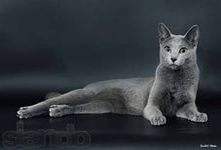 Кошка русская голубая-это королевская порода голубой масти.Порода кошек русская голубая- воплощенное изящество и утонченность.Представителей этого клана легко идентифицировать по грациозной осанке и величавой «балетной» поступи