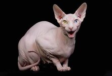 Кошка сфинкс-относительно молодая порода кошек, изначально выведенная в Канаде.Сфинксы имеют хорошо развитую мускулатуру,что делает их,даже при всей изящности,достаточно крепкими животными,совершенно неагрессивны,приветливы,доброжелательны