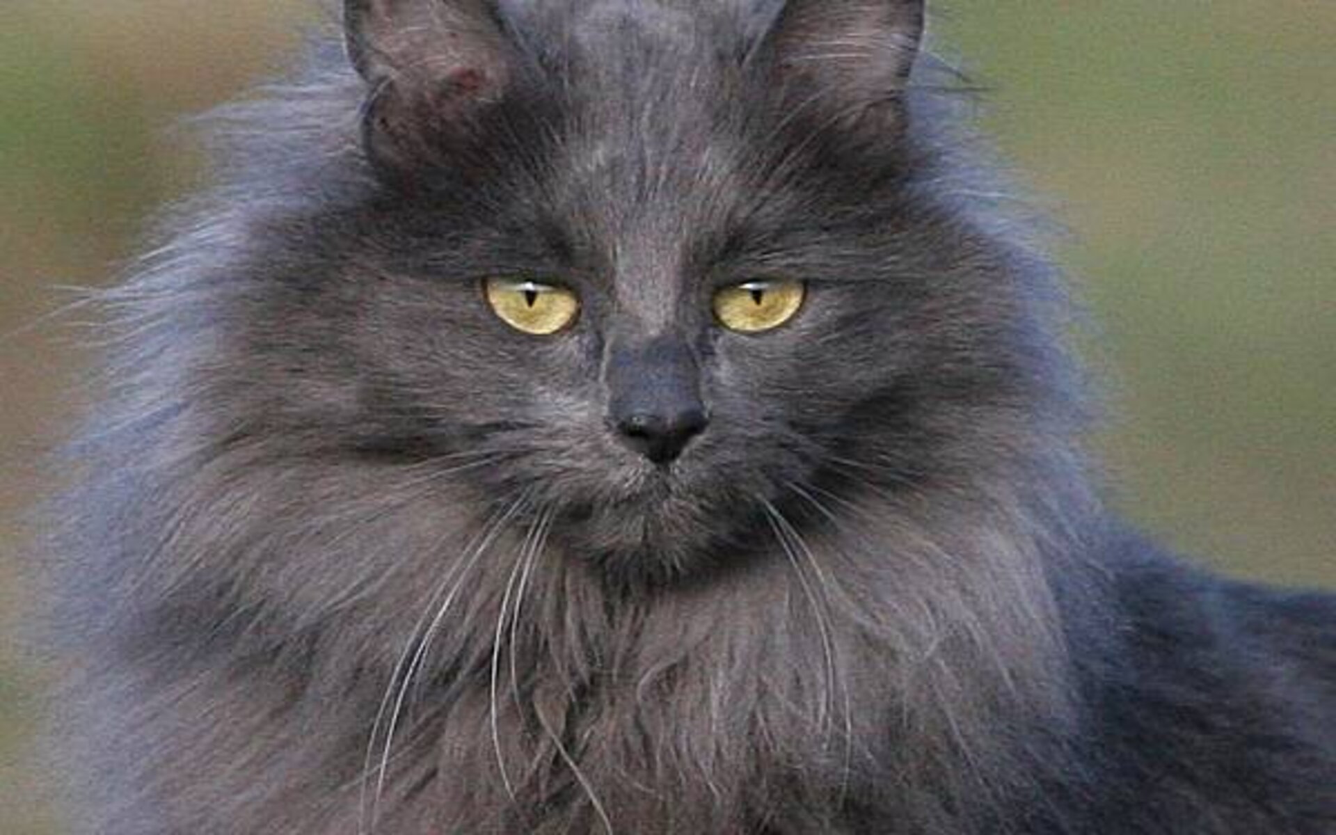 Голубой дымчатый окрас турецкой ангорской кошки. Подшерсток белый, остевой волос серо-голубой. Подушечки на лапках и носик выкрашены в холодный серый цвет