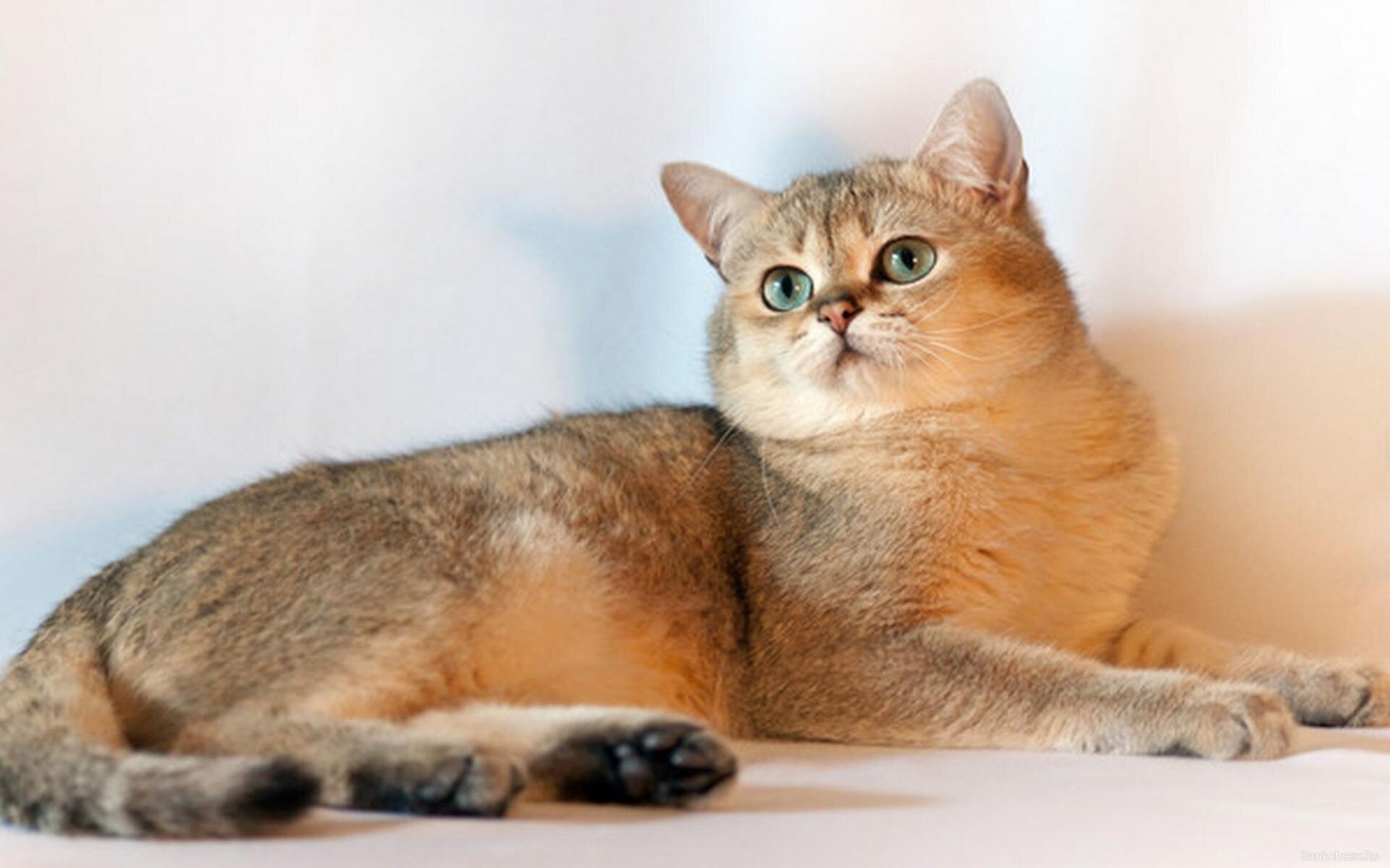 Кошки породы золотая шиншилла имеют древние корни, потому они характеризуются крепкой психикой и отменным здоровьем
