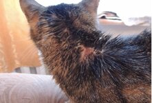 Кожные заболевания у кошек могут возникнуть из-за реакции на укусы паразитов, из-за грибковых, бактериальных или инфекционных заболеваний.