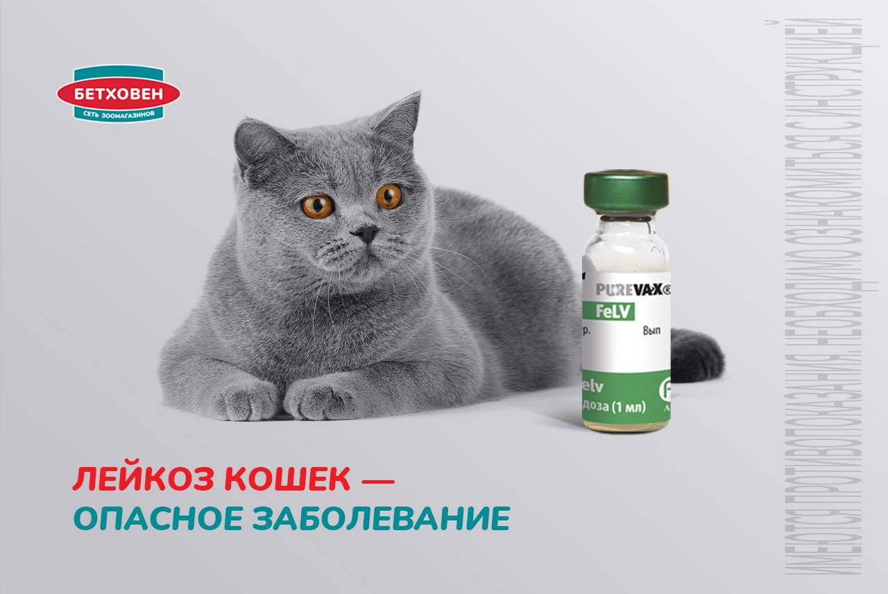 Лейкоз у кошек – это достаточно распространенное, хорошо известное в ветеринарии заболевание. Вызывается оно ретровирусом и приводит к резкому снижению иммунитета и смерти животного