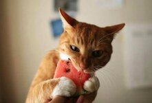 Некоторые кошки с большим удовольствием едят арбуз, причём не только мякоть, но и корку. Но насколько этот продукт полезен для здоровья наших любимцев? Может ли его употребление негативно сказаться на самочувствии кошки? И если кошкам можно давать арбуз, то как правильно это делать?