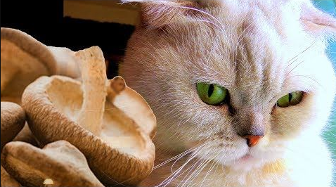 Можно ли кошкам грибы? Ответ простой и четкий: давать кошкам грибы не стоит.