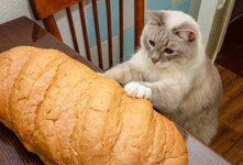Можно ли кошкам хлеб? Как и в случае со многими продуктами, которые едят люди, кошкам можно употреблять хлебобулочные изделия в умеренных количествах. Однако не стоит кормить кошек хлебом регулярно, лучше всего использовать его в качестве угощения