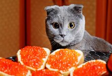 Кошкам категорически не рекомендуется давать икру, так как она содержит большое количество соли, что может привести к проблемам с почками