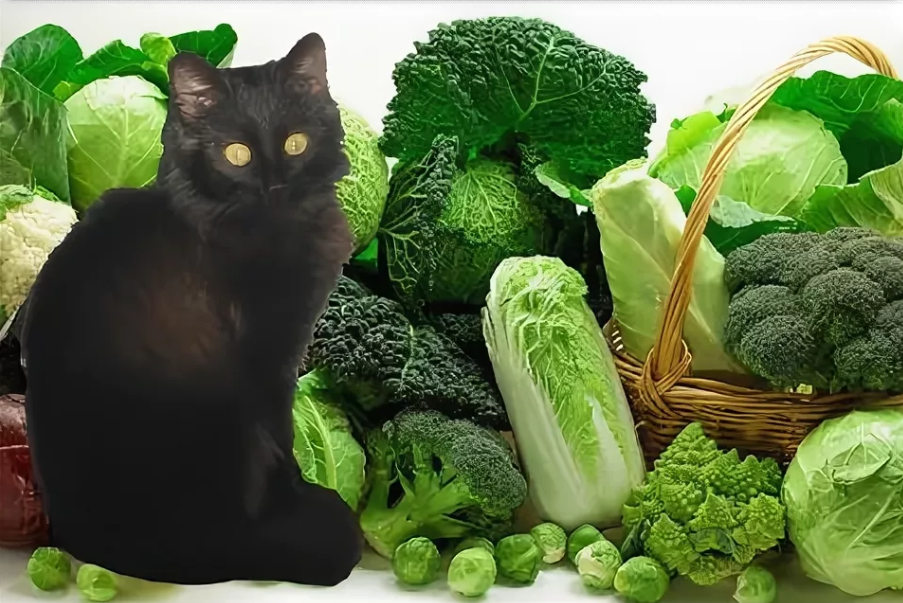 Можно ли кошкам капусту. Капуста может стать отличным дополнением к мясному рациону вашей кошки