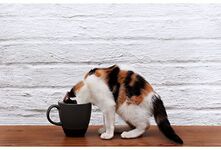 Можно ли кошкам кофе? Нет, этот напиток не для животных. Кофеин, содержащийся в кофе, токсичен для кошек и может вызвать болезненное состояние. Также в кофе есть другие вредные вещества, поэтому даже небольшое количество может быть опасно для здоровья кошки