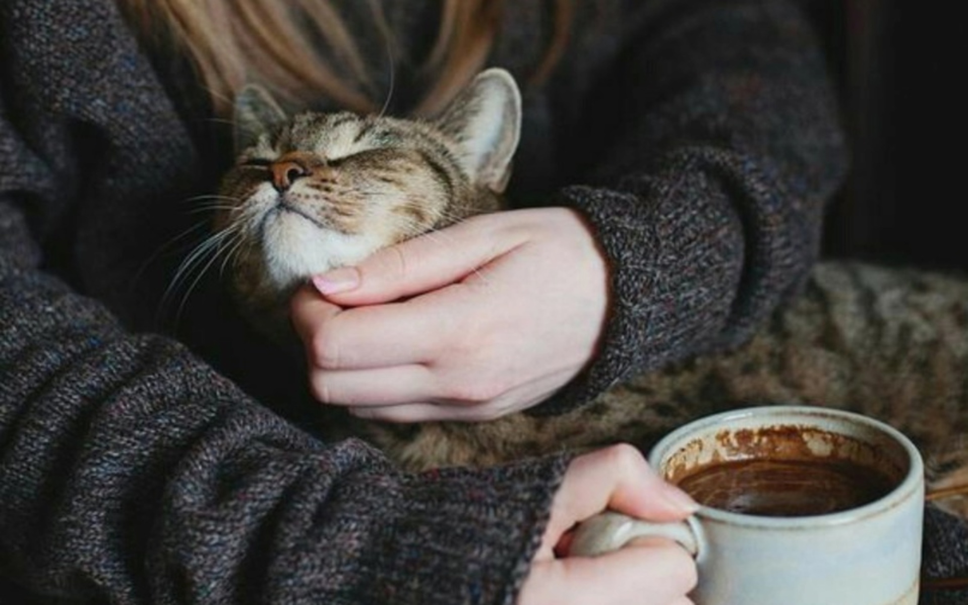Кошки любят находиться рядом с хозяевами, когда они пьют кофе, словно наслаждаясь атмосферой и теплом, исходящим от чашки