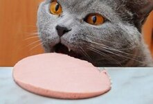 Колбаса не лучший выбор для рациона кошки из-за высокого содержания соли, жиров и специй, что может нанести вред здоровью. К тому же, в ней могут быть ингредиенты, токсичные для кошек.