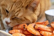 Кошкам можно давать креветки, но не в сыром виде. Ветеринары советуют правильно готовить и очищать креветки перед тем, как давать их своим пушистым друзьям. Это поможет избежать проблем с пищеварением и бактериальных инфекций
