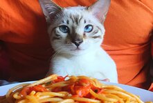 В небольших количествах и в некоторых случаях макароны могут быть полезны для кошек. Однако, важно помнить, что они не должны составлять основу рациона вашего питомца, так как у кошек отсутствуют ферменты, необходимые для переваривания углеводов