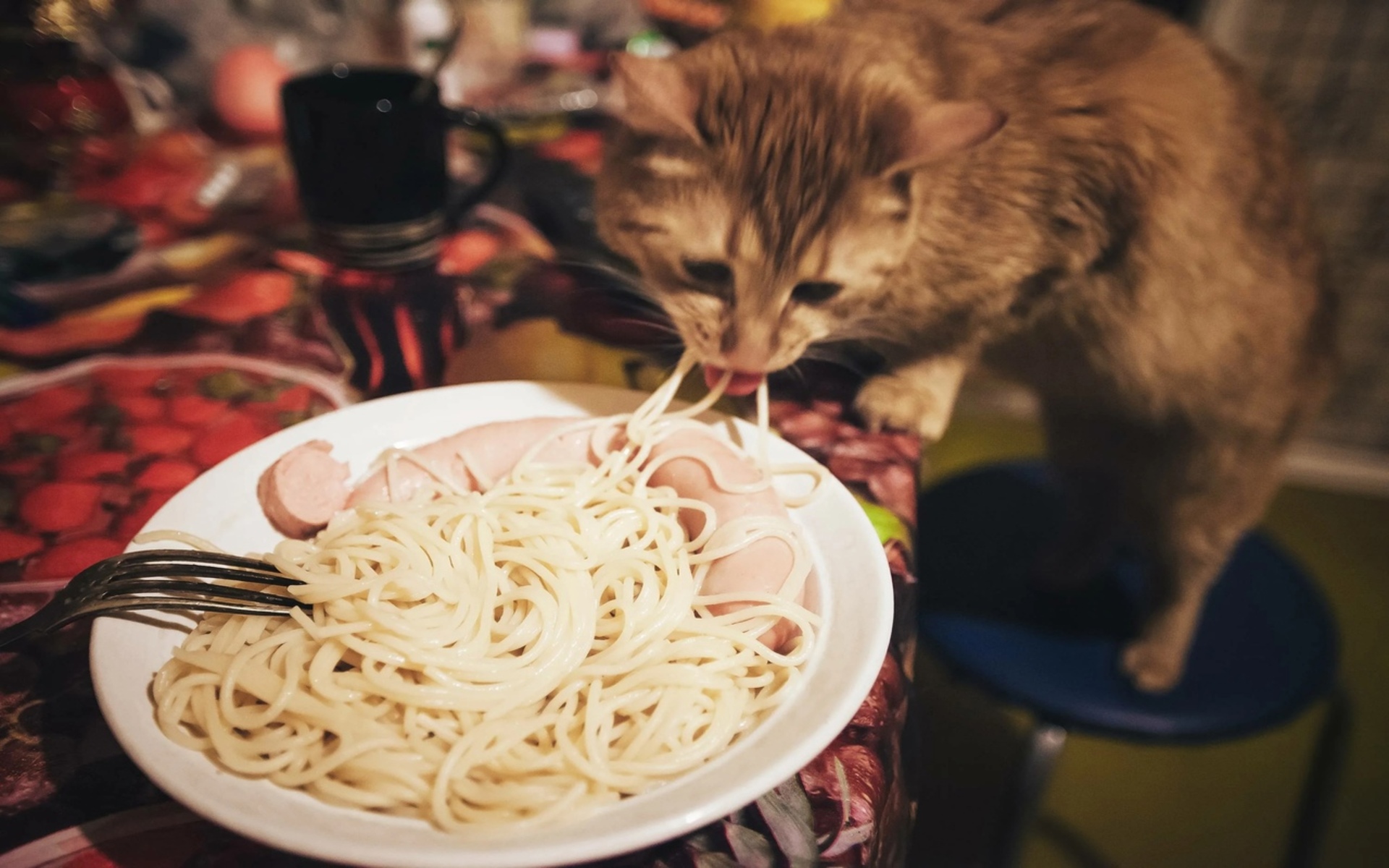 Владельцы кошек и специалисты расходятся во мнении, можно ли давать кошкам макароны. Одни считают, что это неподходящий продукт для кошачьего рациона, другие допускают его употребление в ограниченном количестве