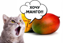 Кошкам можно употреблять манго в небольших количествах, поскольку этот фрукт богат витаминами и питательными веществами. Однако перед тем как угостить своего питомца манго, убедитесь, что у него нет аллергии на этот продукт
