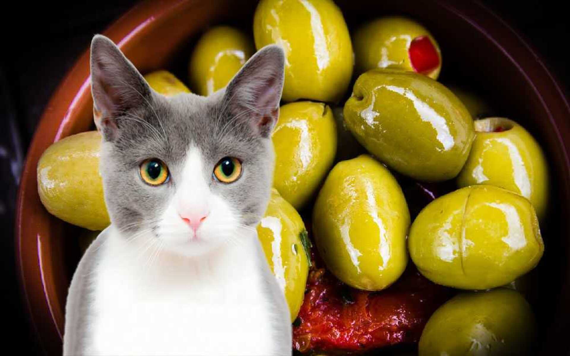 Если вы решили угостить кошку маслинами, важно соблюдать некоторые меры предосторожности