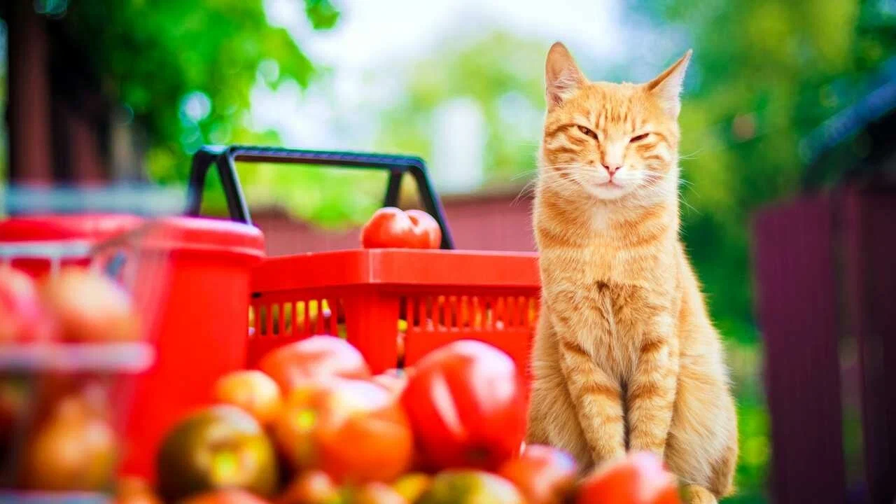 Некоторые владельцы кошек задаются вопросом, можно ли включать в рацион своих питомцев овощи, такие как помидоры.Если кошка проявляет интерес к этому продукту и ест его в небольших количествах, то помидоры могут стать частью её рациона