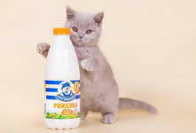 Кошкам можно давать ряженку с пониженным содержанием жира один или два раза в неделю. Однако следует помнить, что некоторые кошки не усваивают лактозу и молочные продукты, включая ряженку, им противопоказаны