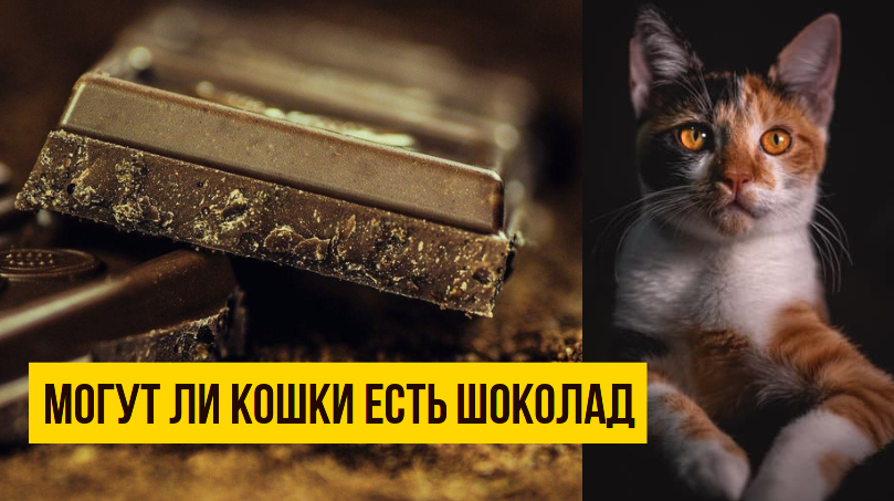 Шоколад может представлять опасность для кошек