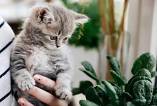 Шпинат — это полезный овощ, который можно давать кошкам. Он не токсичен для этих животных. Однако, если у вашей кошки есть предрасположенность к мочекаменной болезни, то следует употреблять шпинат с осторожностью