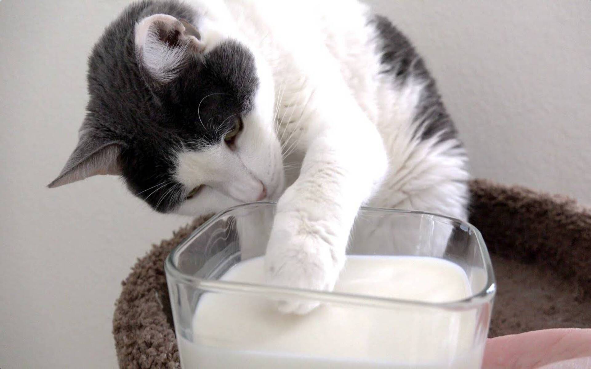 В составе сливок для кошек могут присутствовать компоненты, которые могут быть опасны для здоровья вашего любимца