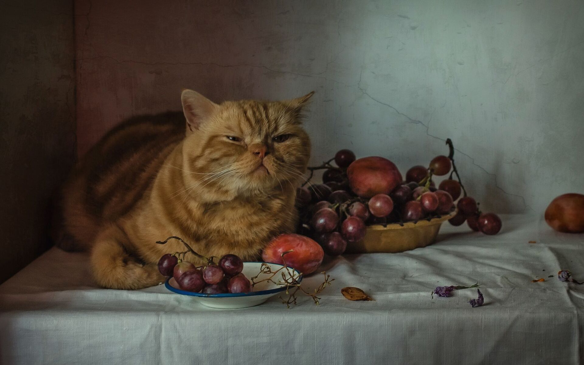 Не стоит кормить кошку объедками со стола, особенно во время праздников, когда на столе могут оказаться продукты с изюмом или другими потенциально опасными ингредиентами. Вместо этого лучше предложить вашему питомцу специальные лакомства, которые не нанесут вреда его здоровью