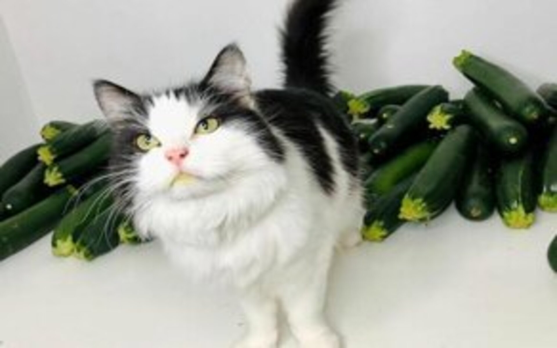 Огурцы могут стать не только вкусным, но и полезным угощением для кошек, если их правильно приготовить и давать в небольших количествах